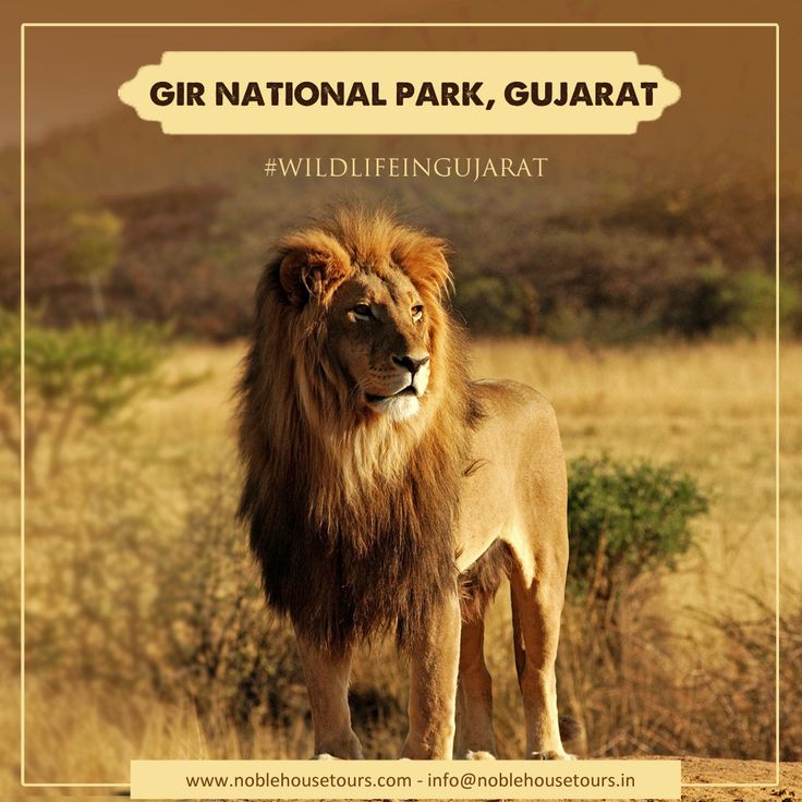 Gir National Park